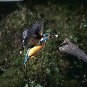 KINGFISHER - in flight with fish KINGFISHER - in flight with fish