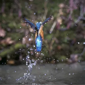 KINGFISHER - in flight with fish KINGFISHER - in flight with fish