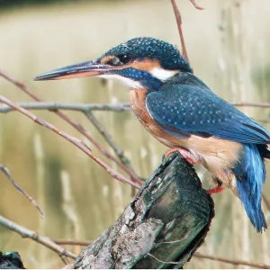 KINGFISHER - perched on branch KINGFISHER - perched on branch