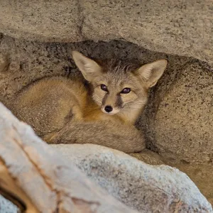 Kit fox (Vulpes macrotis) tucked into cleft of rock Kit fox (Vulpes macrotis) tucked into cleft of rock