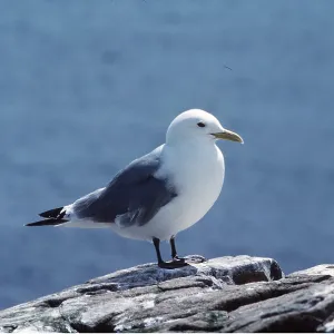 KITTIWAKE KITTIWAKE