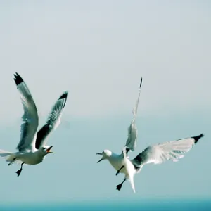 KITTIWAKES - IN FLIGHT KITTIWAKES - IN FLIGHT