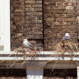 KITTIWAKES - nesting on building KITTIWAKES - nesting on building