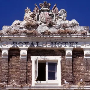 KITTIWAKES - nesting on former hotel KITTIWAKES - nesting on former hotel