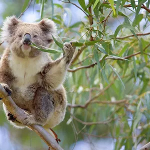 Koala - adult sitting high up in the trees feeding Koala - adult sitting high up in the trees feeding