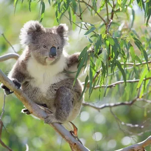 Koala - adult sitting high up in the trees feeding Koala - adult sitting high up in the trees feeding