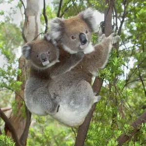Koala - mother with piggybacking young Koala - mother with piggybacking young