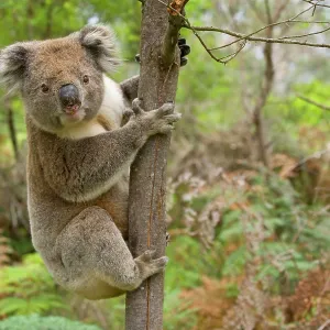 Koala - strong male Koala - strong male