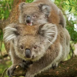 Koala - with young on back Koala - with young on back