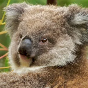 Koala - young Koala - young