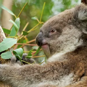 Koala - young eating Eucalyptus leaves Koala - young eating Eucalyptus leaves