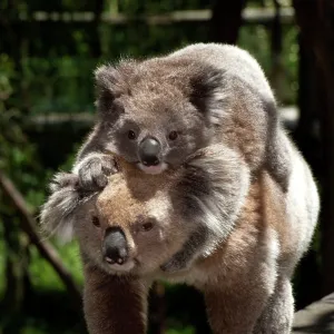 Koala - with young piggy-back walking to another food tree