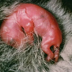 Koala - young in pouch