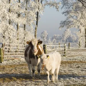 koe
