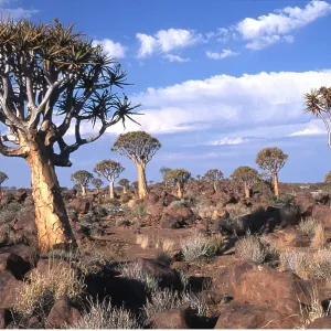 Kokerboom / Quiver / Aloe Trees - forest Kokerboom / Quiver / Aloe Trees - forest