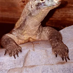 Komodo Dragon Komodo Dragon
