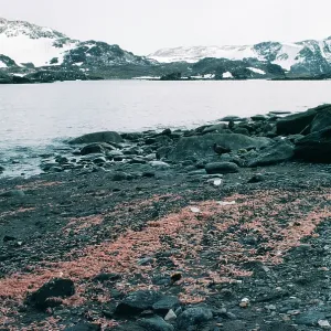 Krill - washed up on beach Krill - washed up on beach