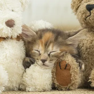 Kurilian Bobtail kitten indoors Kurilian Bobtail kitten indoors