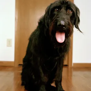 Labradoodle - crossbreed between a Labrador & Poodle Labradoodle - crossbreed between a Labrador & Poodle