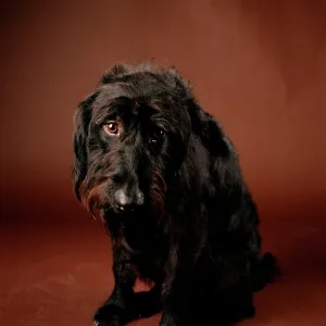 Labradoodle - crossbreed between a Labrador & a Poodle Labradoodle - crossbreed between a Labrador & a Poodle