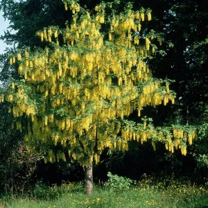 LABURNUM - tree in bloom