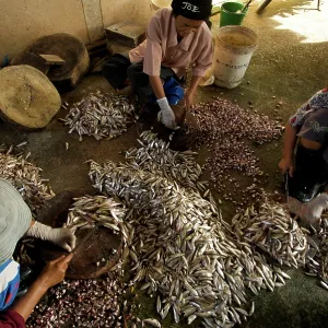 Ladies Fish processing - Fish processing for pla Ladies Fish processing - Fish processing for pla