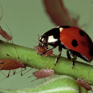 Ladybird - feeding on Aphids Ladybird - feeding on Aphids