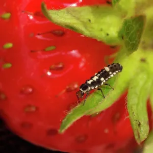 Ladybird Larvae on Strawberry Ladybird Larvae on Strawberry