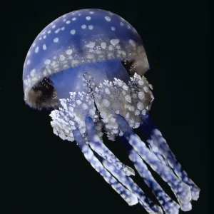 Lagoon / White Spotted JELLYFISH - blue Lagoon / White Spotted JELLYFISH - blue