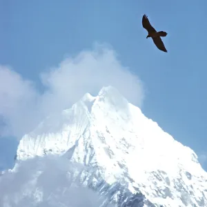 LAMMERGEIER / BEARDED VULTURE LAMMERGEIER / BEARDED VULTURE