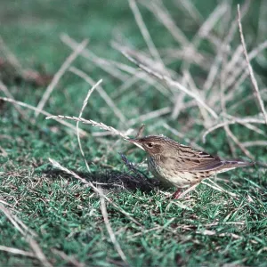 LANCEOLATED WARBLER LANCEOLATED WARBLER