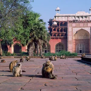 LANGUR MONKEYS - at tomb LANGUR MONKEYS - at tomb