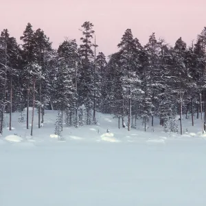 LAPLAND - Forest in Winter and snow LAPLAND - Forest in Winter and snow