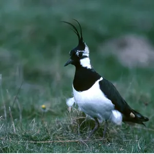 LAPWING - and chick LAPWING - and chick