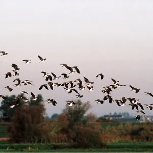 LAPWING FLOCK - flock in flight LAPWING FLOCK - flock in flight