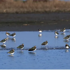 LAPWINGS - in shallow water LAPWINGS - in shallow water