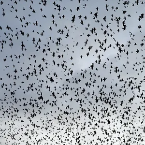 Large flock of starlings Large flock of starlings