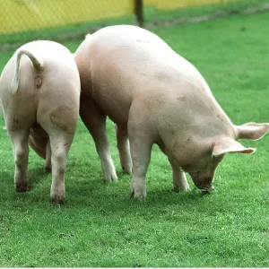 Large White Pigs Large White Pigs
