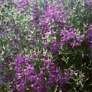LARKSPUR LARKSPUR