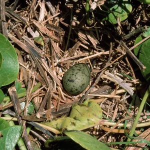 Laughing Gull - egg in nest Laughing Gull - egg in nest