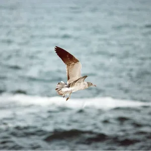 LAVA / Dusky GULL - in flight LAVA / Dusky GULL - in flight