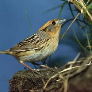 Le Conte's Sparrow Le Conte's Sparrow