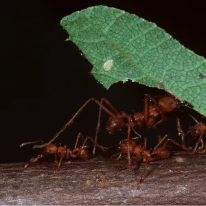LEAF-CUTTER ANT - carrying leaf LEAF-CUTTER ANT - carrying leaf