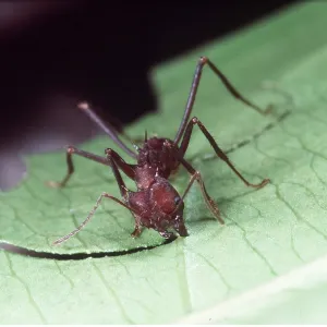 LEAF-CUTTER ANT - cutting leaf LEAF-CUTTER ANT - cutting leaf