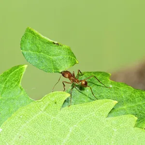 Leaf Cutter Ant - with leaf Leaf Cutter Ant - with leaf