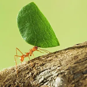 Leaf Cutter Ant - with leaf Leaf Cutter Ant - with leaf