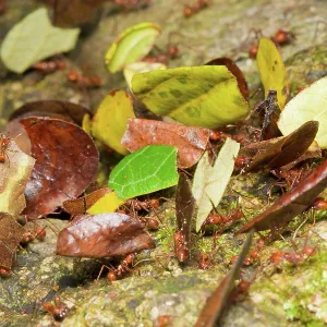Leaf-cutter ants Leaf-cutter ants