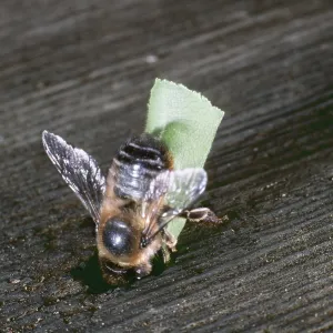 LEAF-CUTTER BEE - With cut out leaf LEAF-CUTTER BEE - With cut out leaf