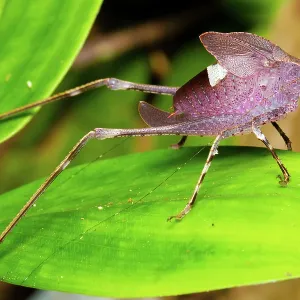 Leaf Katydid Leaf Katydid