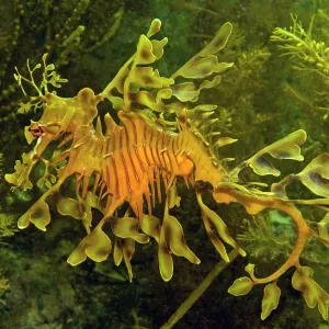 Leafy Sea Dragon Leafy Sea Dragon